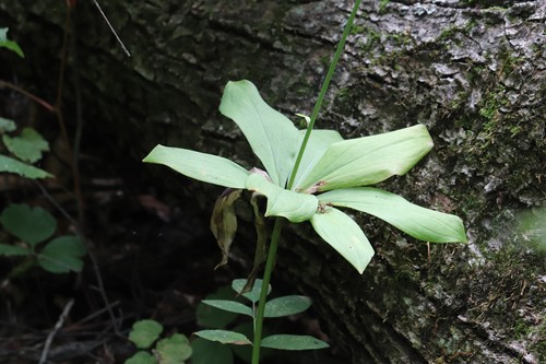 Manchurian turk’s-cap lily