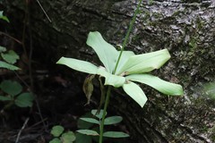 Lilium distichum