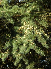 Cedrus