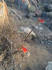 Zephyranthes phycelloides