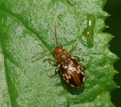 Chalcolampra pustulata