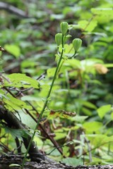 Lilium distichum