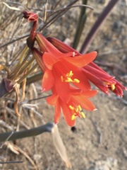 Zephyranthes phycelloides
