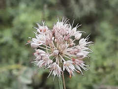 Allium saxatile