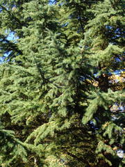 Cedrus