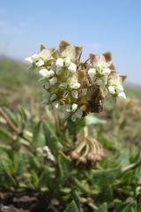 Asclepias adscendens