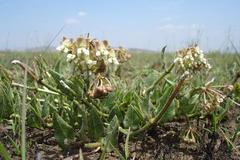 Asclepias adscendens
