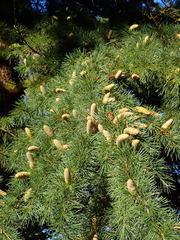 Cedrus