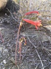 Zephyranthes phycelloides