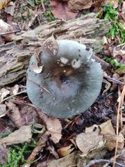 Russula parazurea