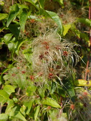 Clematis vitalba