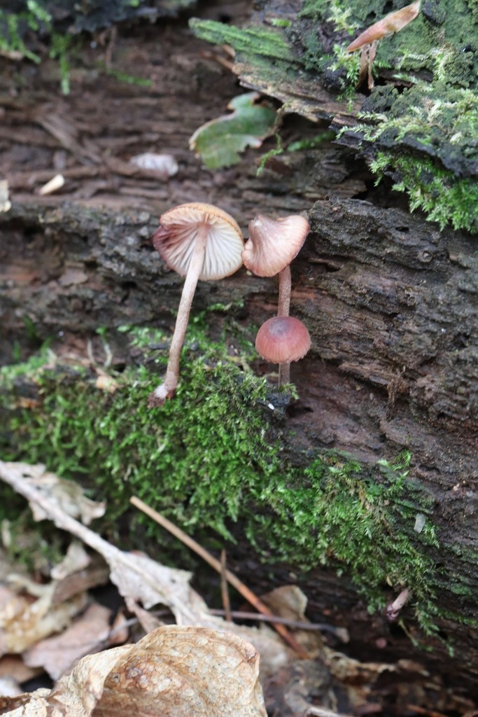 Mycena haematopus · August 2021 · photo: © ninacourlee (iNaturalist, cc-by)
