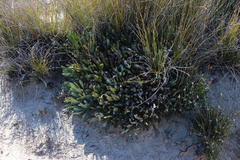 Protea laevis