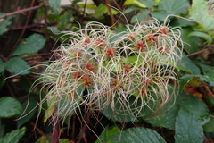 Clematis vitalba