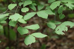 Lonicera praeflorens