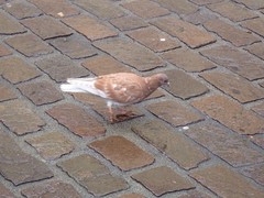 Columba livia domestica