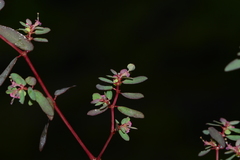Euphorbia notoptera