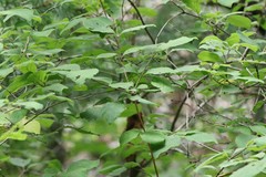 Lonicera praeflorens