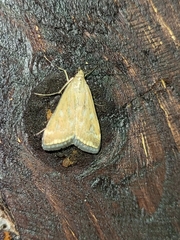 Loxostege sticticalis