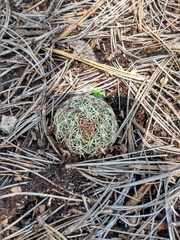 Coryphantha compacta