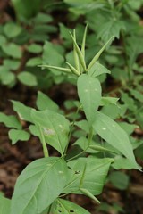 Vincetoxicum ascyrifolium