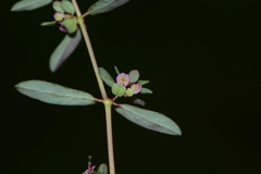 Euphorbia notoptera