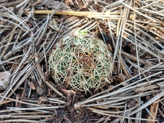 Coryphantha compacta