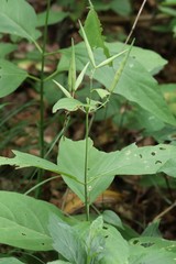 Vincetoxicum ascyrifolium