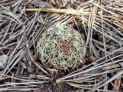 Coryphantha compacta