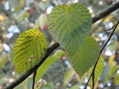 Davidia involucrata