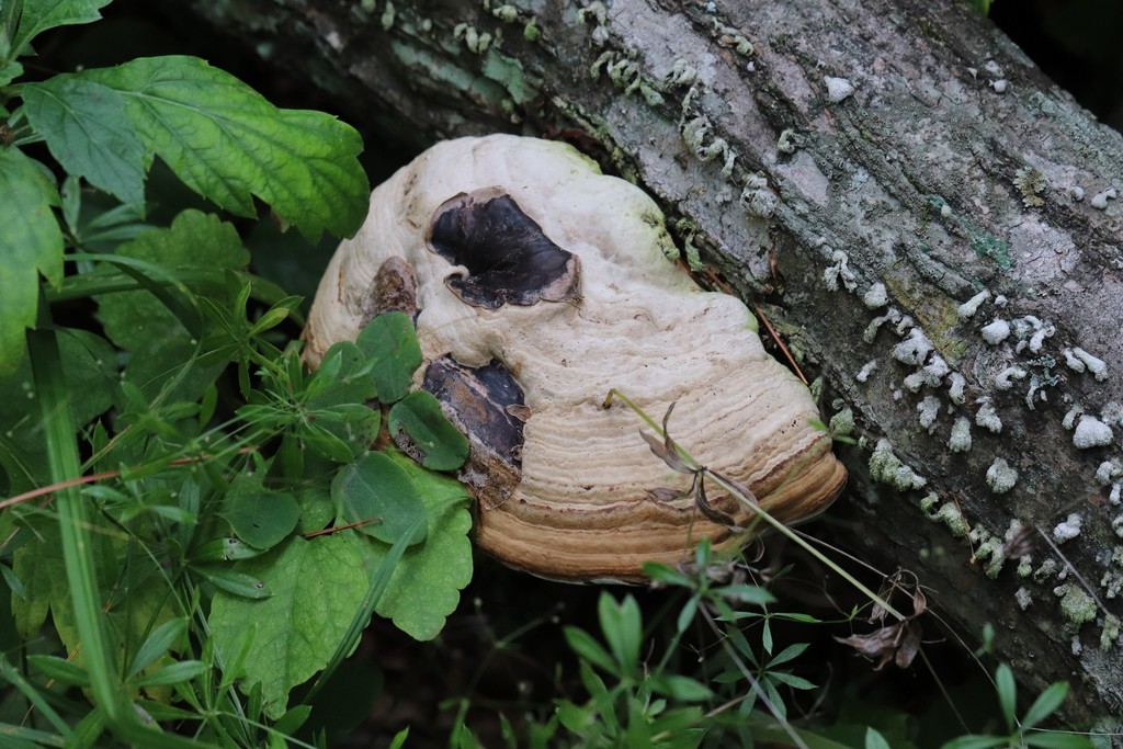 Fomes fomentarius · August 2021 · photo: © ninacourlee (iNaturalist, cc-by)