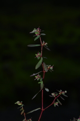 Euphorbia notoptera
