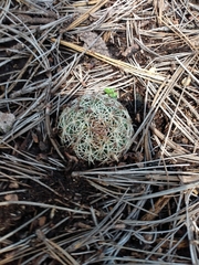 Coryphantha compacta