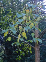Davidia involucrata