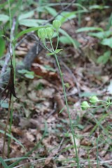 Lilium distichum