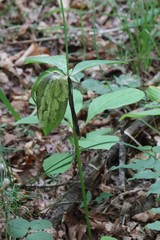 Lilium distichum