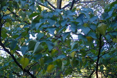 Davidia involucrata