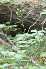 Lilium distichum