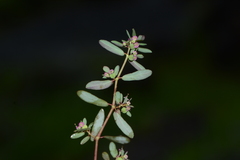 Euphorbia notoptera