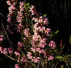 Erica interrupta