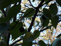 Davidia involucrata