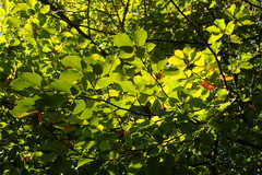 Fagus sylvatica