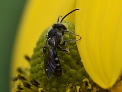 Lasioglossum sexnotatum