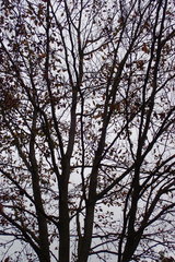 Fagus sylvatica