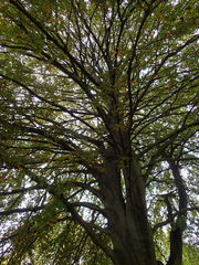 Fagus sylvatica