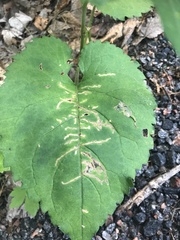 Scrobipalpula manierreorum