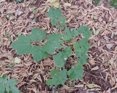 Acer opalus obtusatum