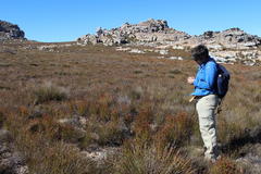 Staberoha distachyos