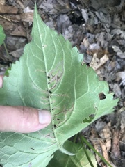 Scrobipalpula manierreorum