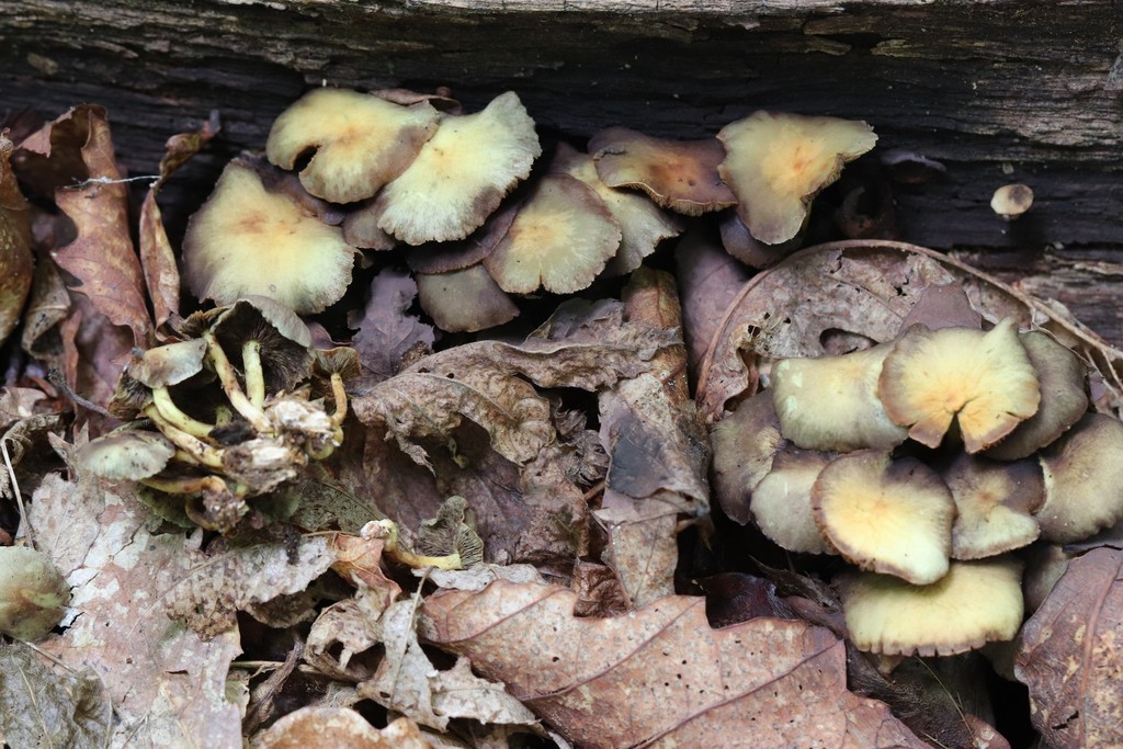 Hypholoma fasciculare · August 2021 · photo: © ninacourlee (iNaturalist, cc-by)